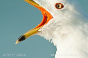 Josh Manring Photographer Decor Wall Art -  Florida Birds Everglades -181.jpg